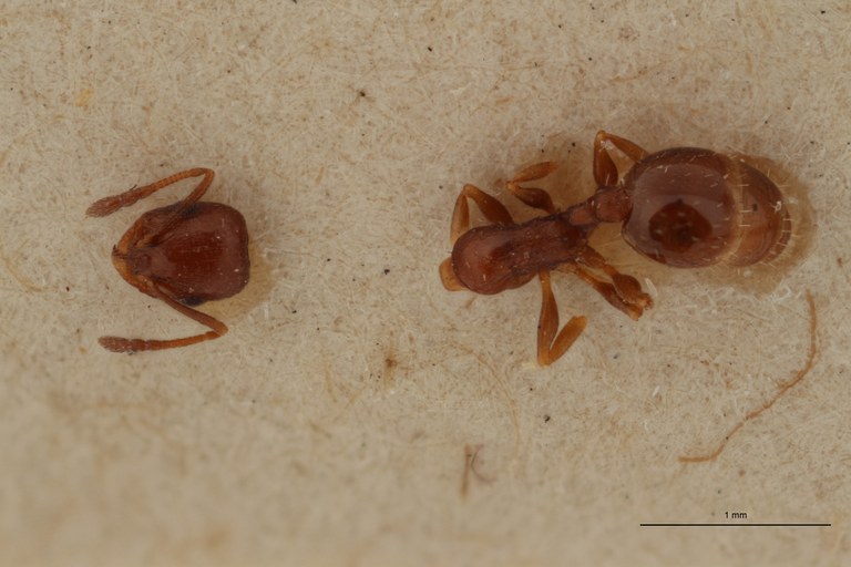B057 Leptothorax exilis obscurior var. nitidulus Dorsal ZS PMax.jpg B057 Leptothorax exilis obscurior var. nitidulus Dorsal ZS PMax.jpg