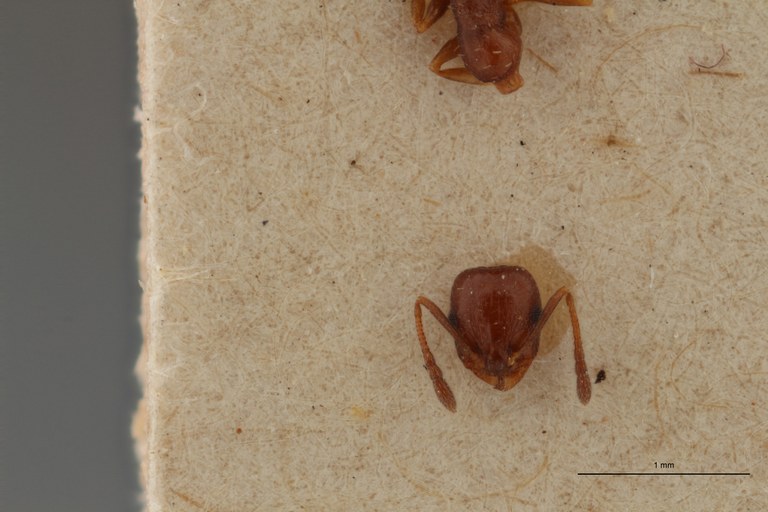 B057 Leptothorax exilis obscurior var. nitidulus Frontal ZS PMax.jpg B057 Leptothorax exilis obscurior var. nitidulus Frontal ZS PMax.jpg