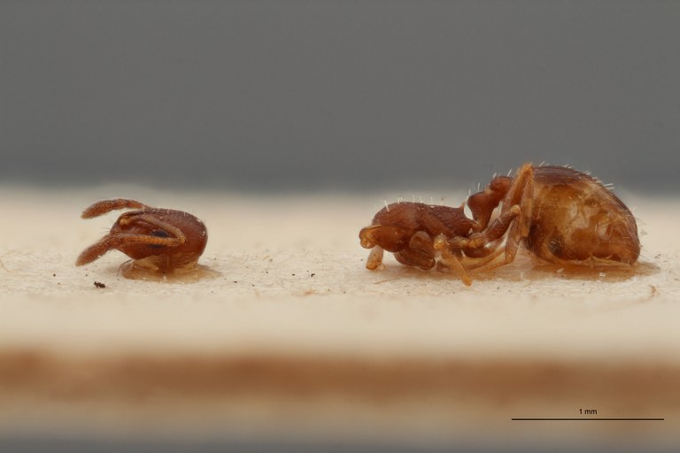 B057 Leptothorax exilis obscurior var. nitidulus Lateral ZS PMax.jpg B057 Leptothorax exilis obscurior var. nitidulus Lateral ZS PMax.jpg