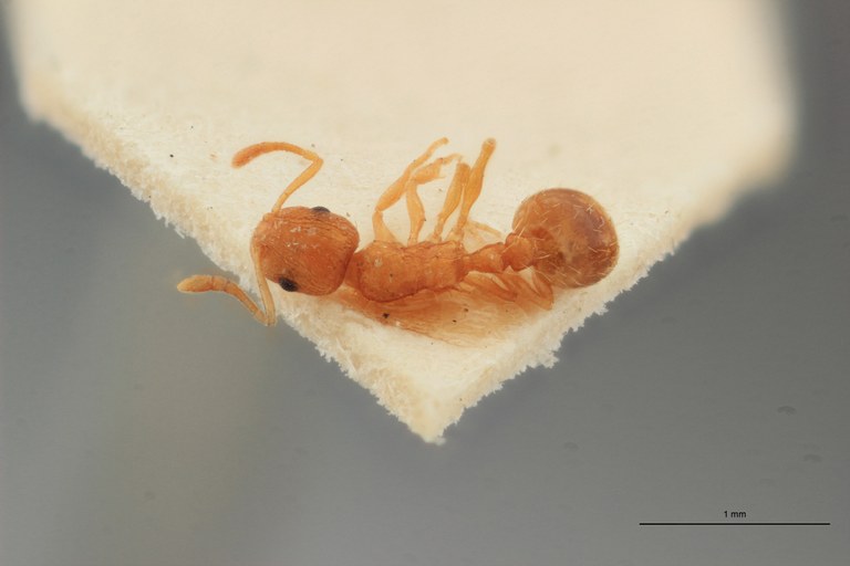 B012 Leptothorax flavicornis Dorsal ZS PMax.jpg B012 Leptothorax flavicornis Dorsal ZS PMax.jpg