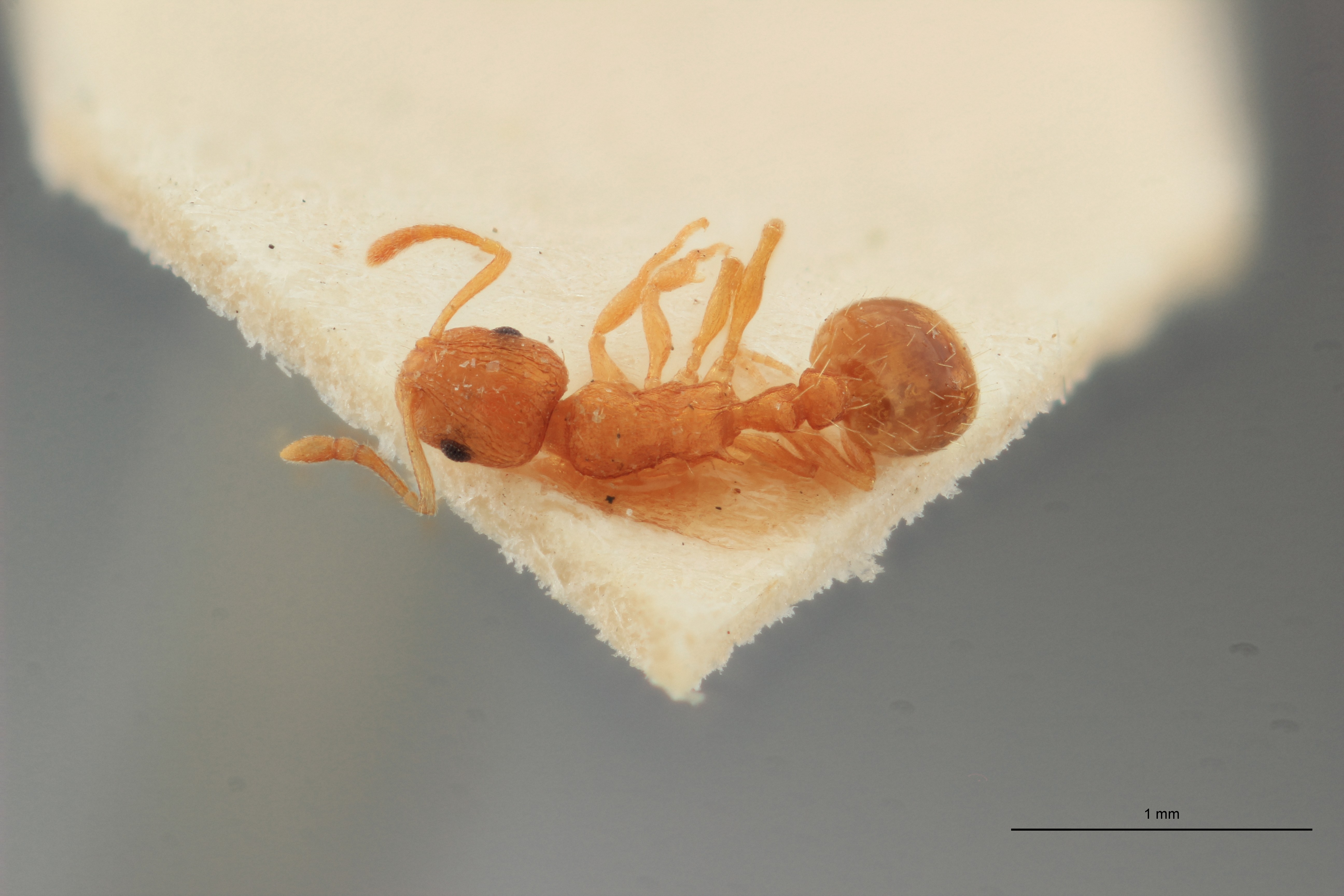 B012 Leptothorax flavicornis Dorsal ZS PMax.jpg