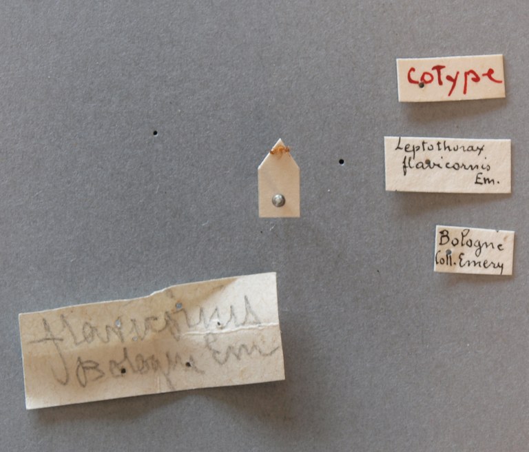 B012 Leptothorax flavicornis Labels.jpg B012 Leptothorax flavicornis Labels.jpg