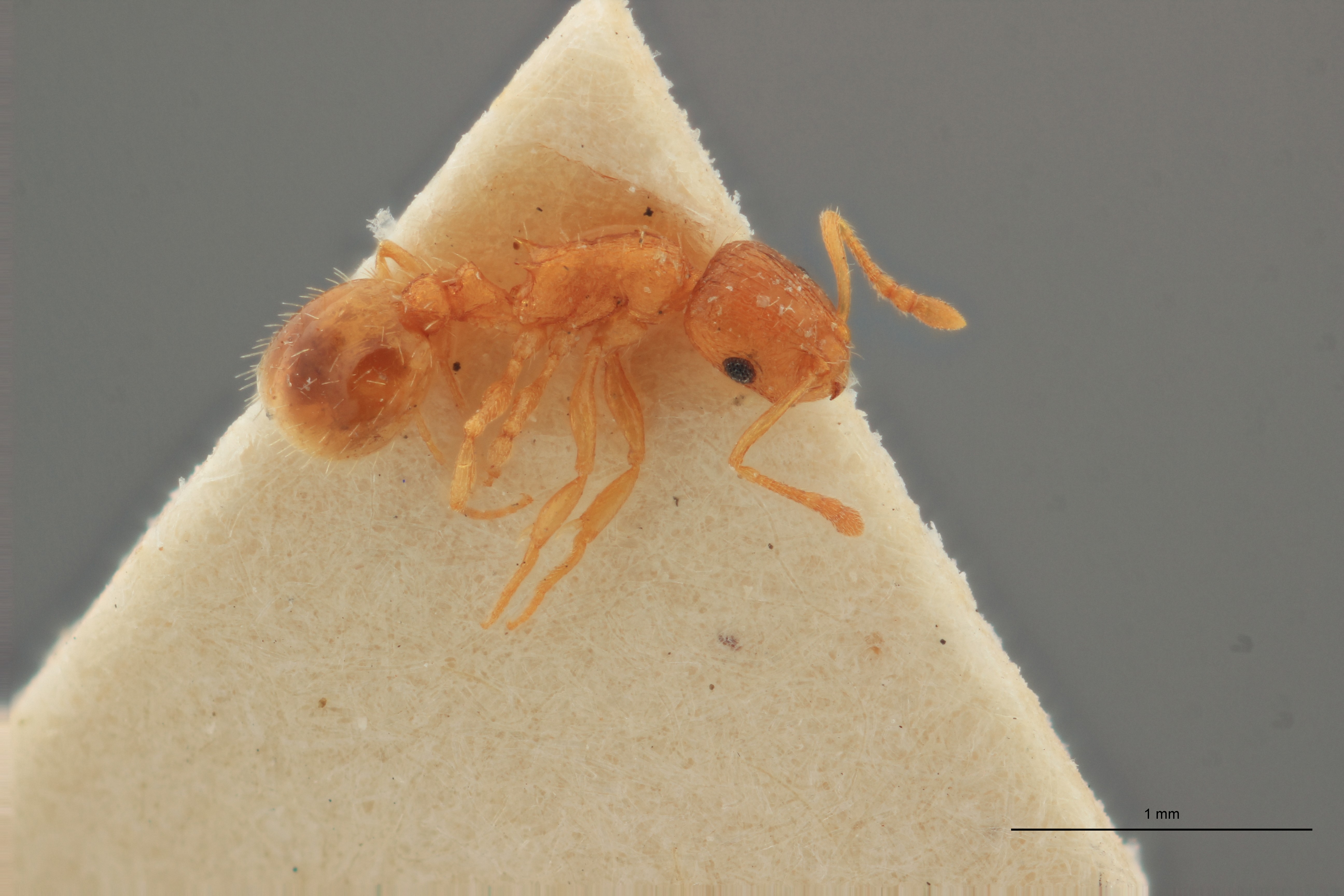 B012 Leptothorax flavicornis Lateral ZS PMax.jpg