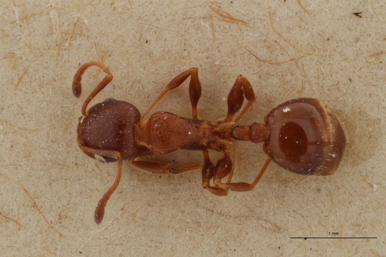 B064 Leptothorax flavispinus var. santschii Dorsal ZS PMax.jpg B064 Leptothorax flavispinus var. santschii Dorsal ZS PMax.jpg