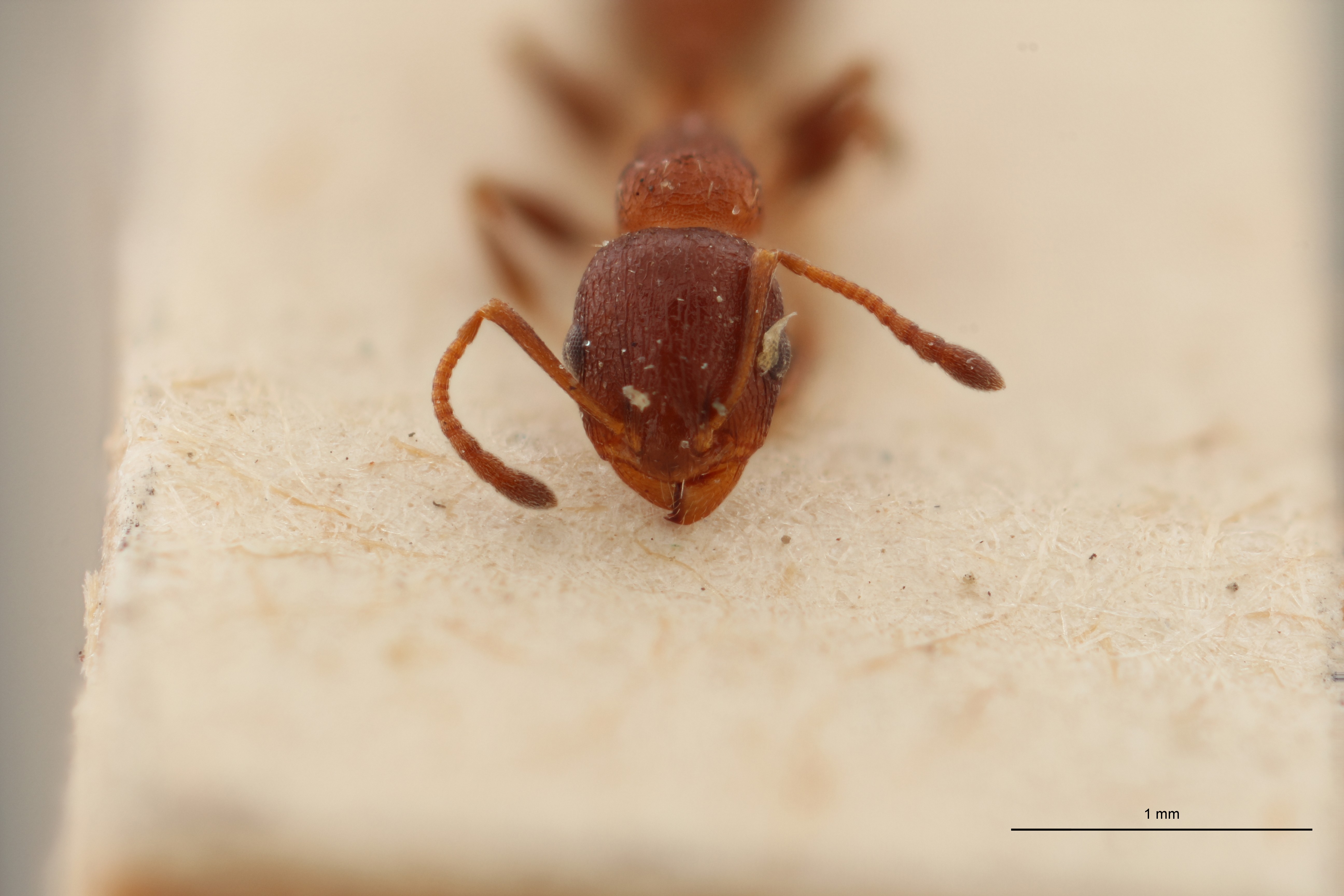 B064 Leptothorax flavispinus var. santschii Frontal ZS PMax.jpg