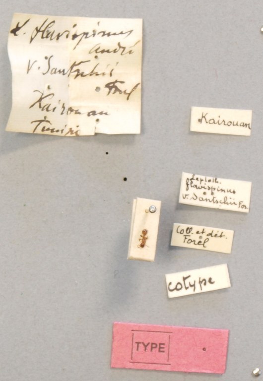 B064 Leptothorax flavispinus var. santschii Labels.JPG B064 Leptothorax flavispinus var. santschii Labels.JPG