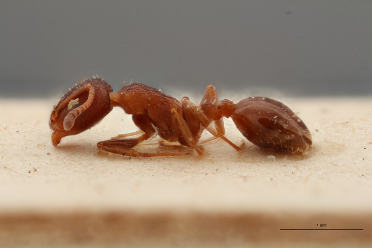 B064 Leptothorax flavispinus var. santschii Lateral ZS PMax.jpg B064 Leptothorax flavispinus var. santschii Lateral ZS PMax.jpg