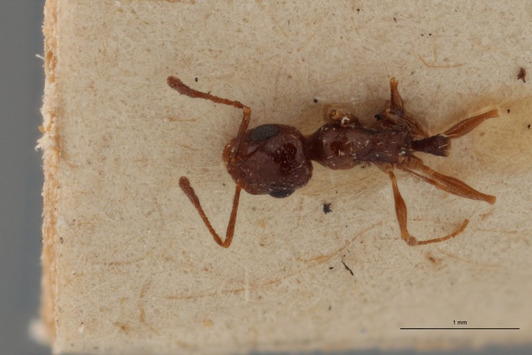 B063 Leptothorax foreli Dorsal ZS PMax.jpg B063 Leptothorax foreli Dorsal ZS PMax.jpg