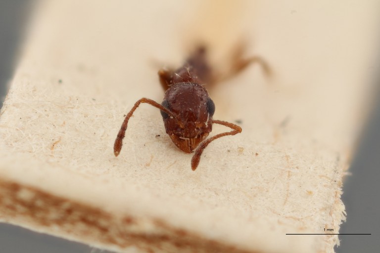 B063 Leptothorax foreli Frontal ZS PMax.jpg B063 Leptothorax foreli Frontal ZS PMax.jpg