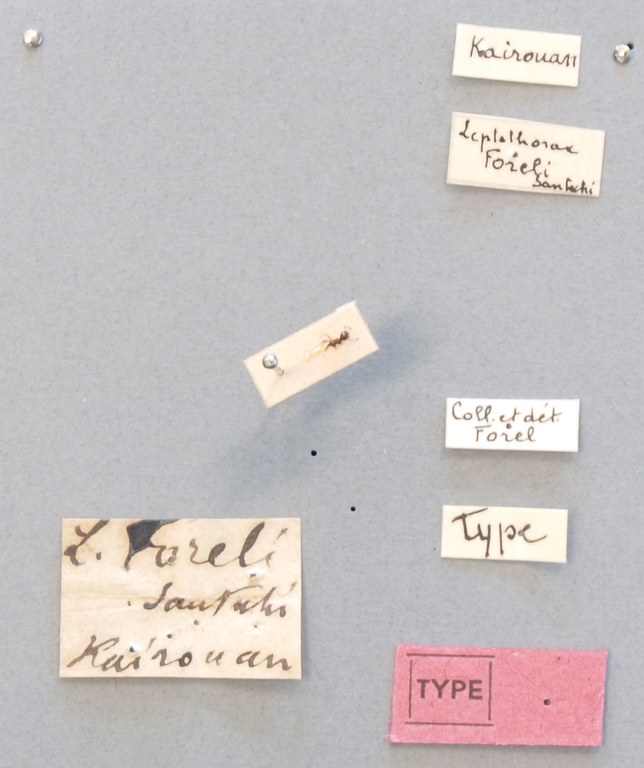 B063 Leptothorax foreli Labels.JPG B063 Leptothorax foreli Labels.JPG