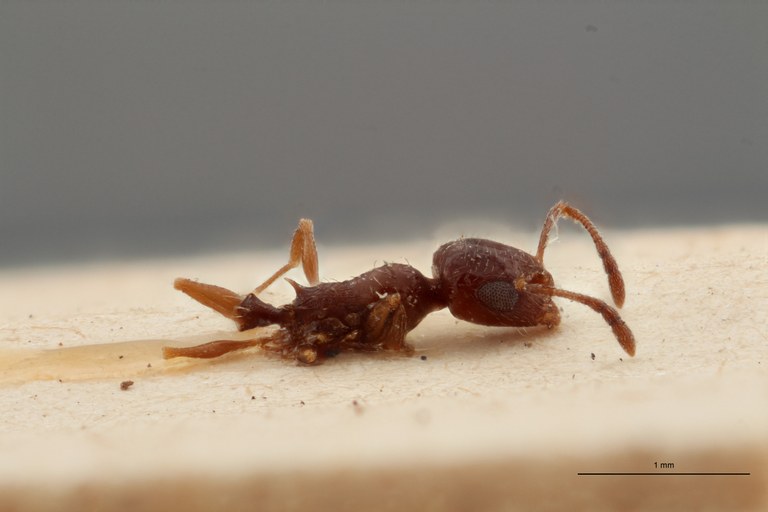 B063 Leptothorax foreli Lateral ZS PMax.jpg B063 Leptothorax foreli Lateral ZS PMax.jpg