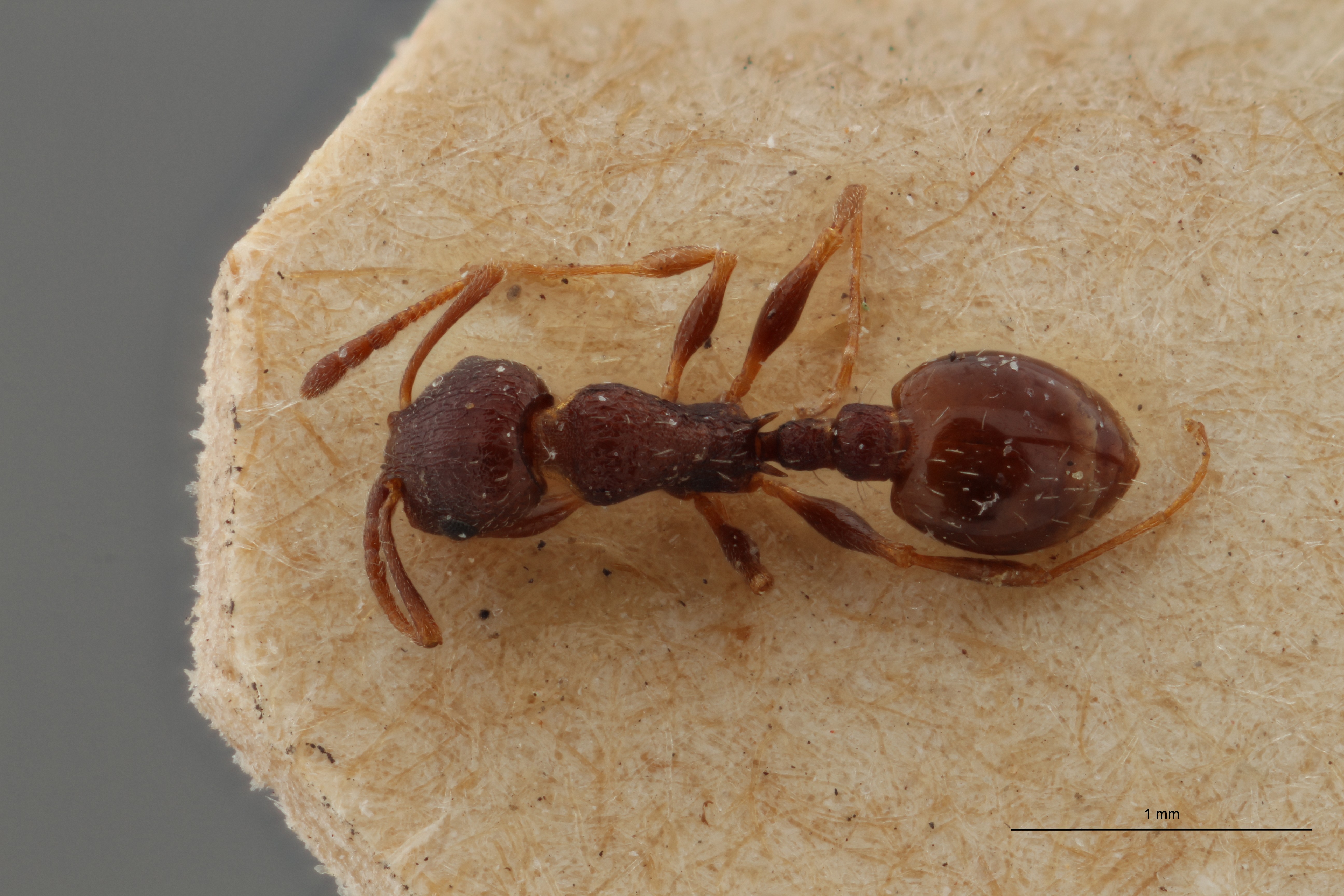 B067 Leptothorax Grouvellei Dorsal ZS PMax.jpg