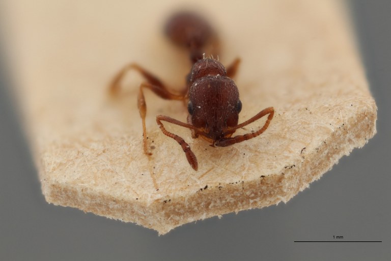 B067 Leptothorax Grouvellei Frontal ZS PMax.jpg