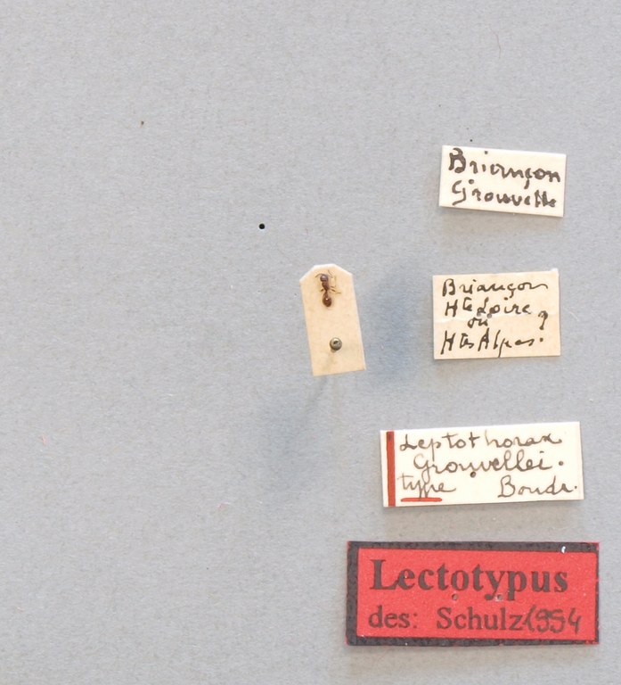 B067 Leptothorax Grouvellei Labels.JPG