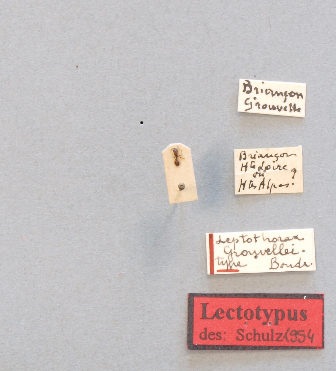 B067 Leptothorax Grouvellei Labels.JPG