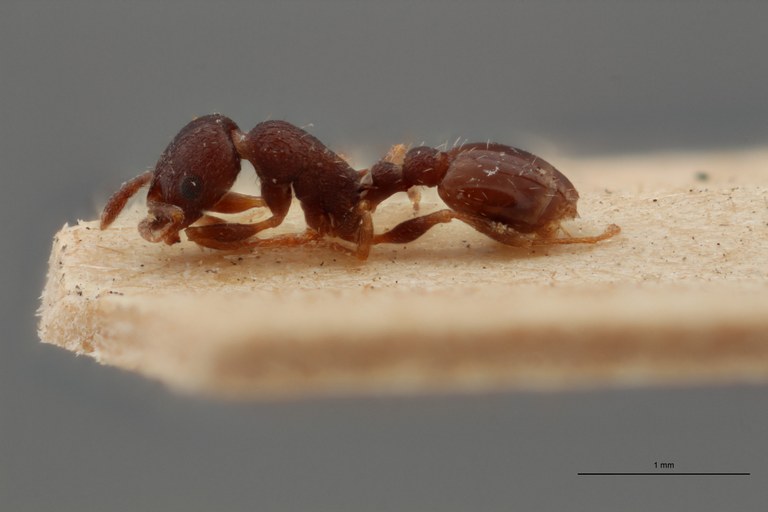 B067 Leptothorax Grouvellei Lateral ZS PMax.jpg