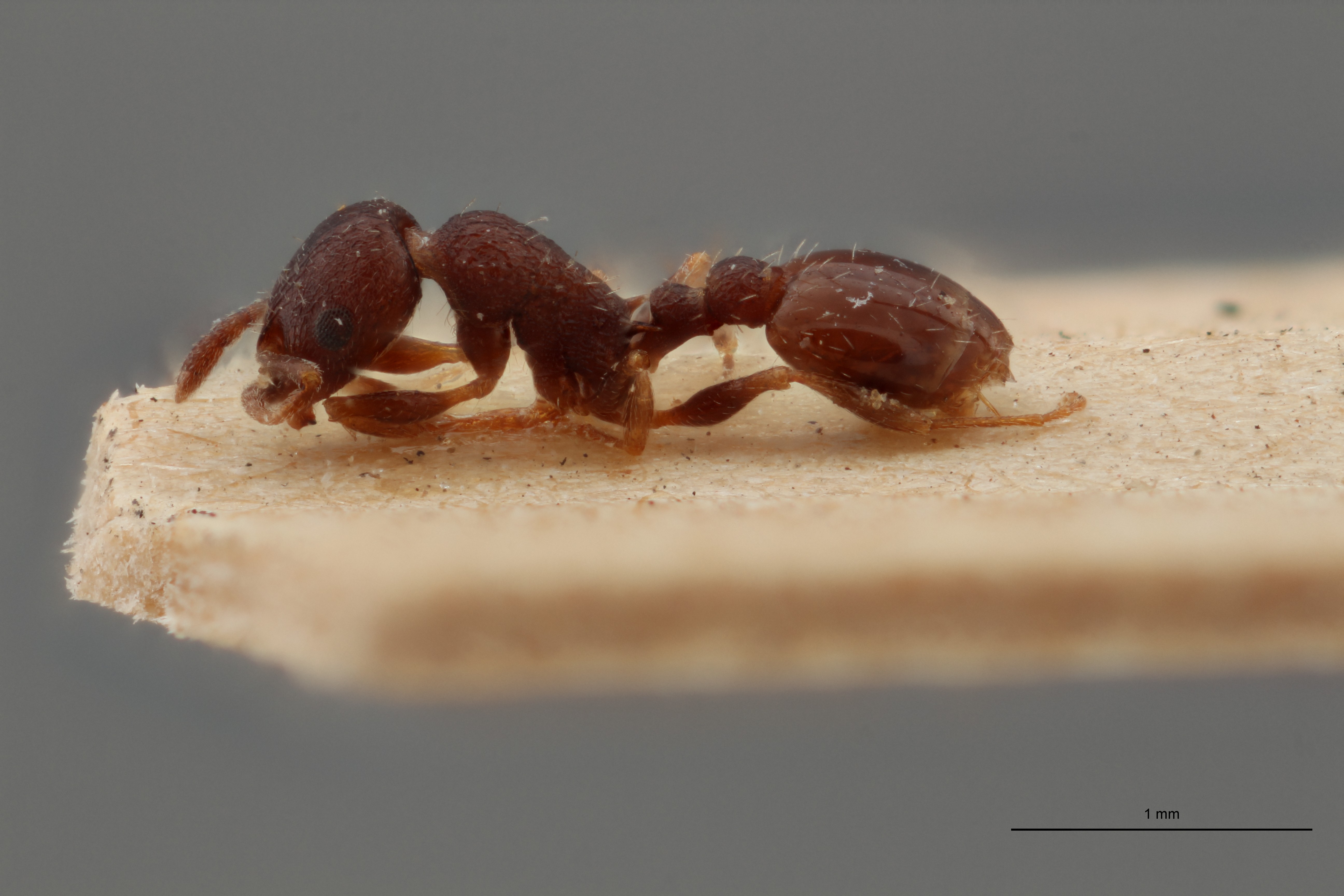 B067 Leptothorax Grouvellei Lateral ZS PMax.jpg