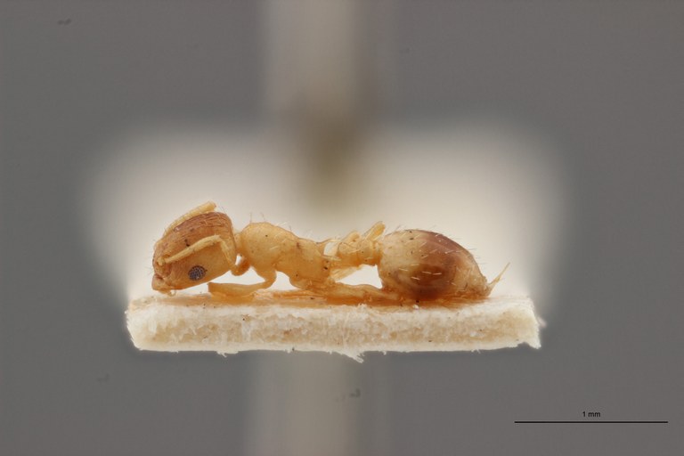 B005 Leptothorax lichtensteini Lateral ZS PMax.jpg B005 Leptothorax lichtensteini Lateral ZS PMax.jpg