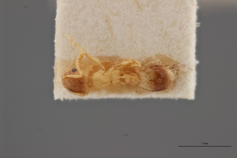 B005 Leptothorax lichtensteini Dorsal ZS PMax.jpg B005 Leptothorax lichtensteini Dorsal ZS PMax.jpg