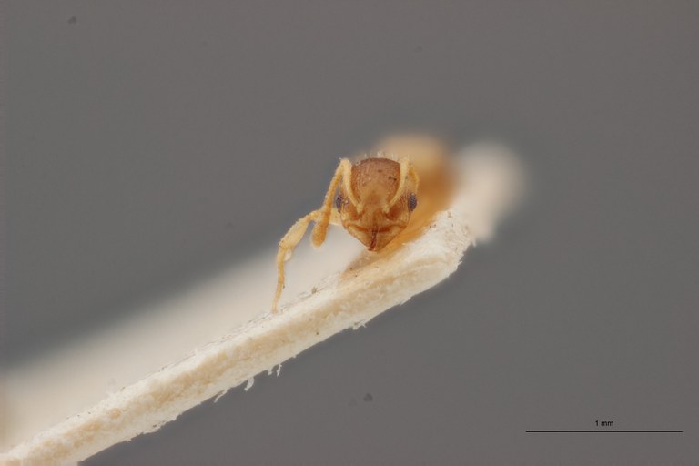 B005 Leptothorax lichtensteini Frontal PMax.jpg B005 Leptothorax lichtensteini Frontal PMax.jpg