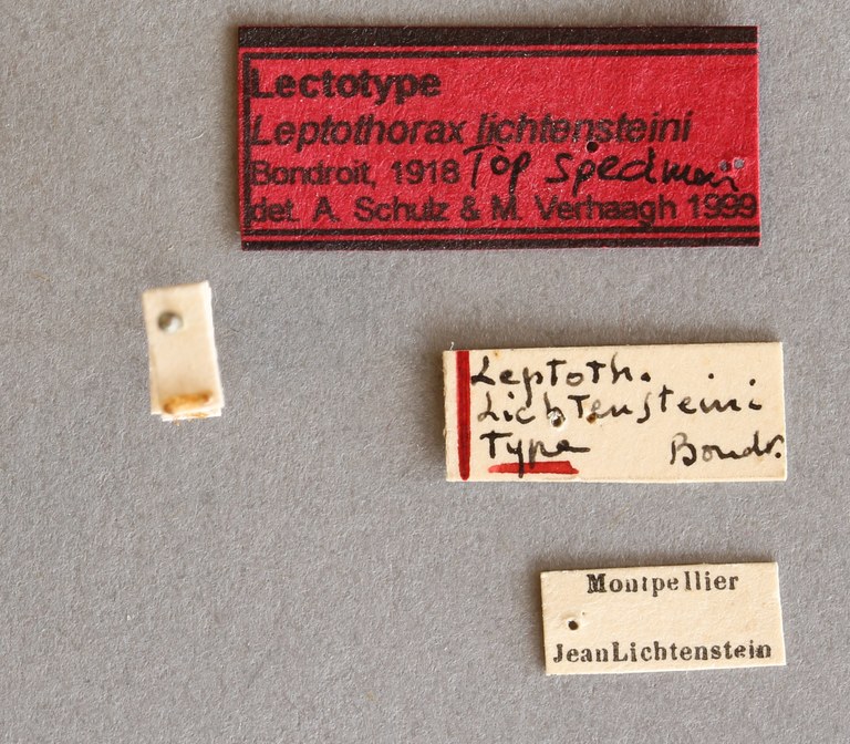 B005 Leptothorax lichtensteini Labels.JPG B005 Leptothorax lichtensteini Labels.JPG