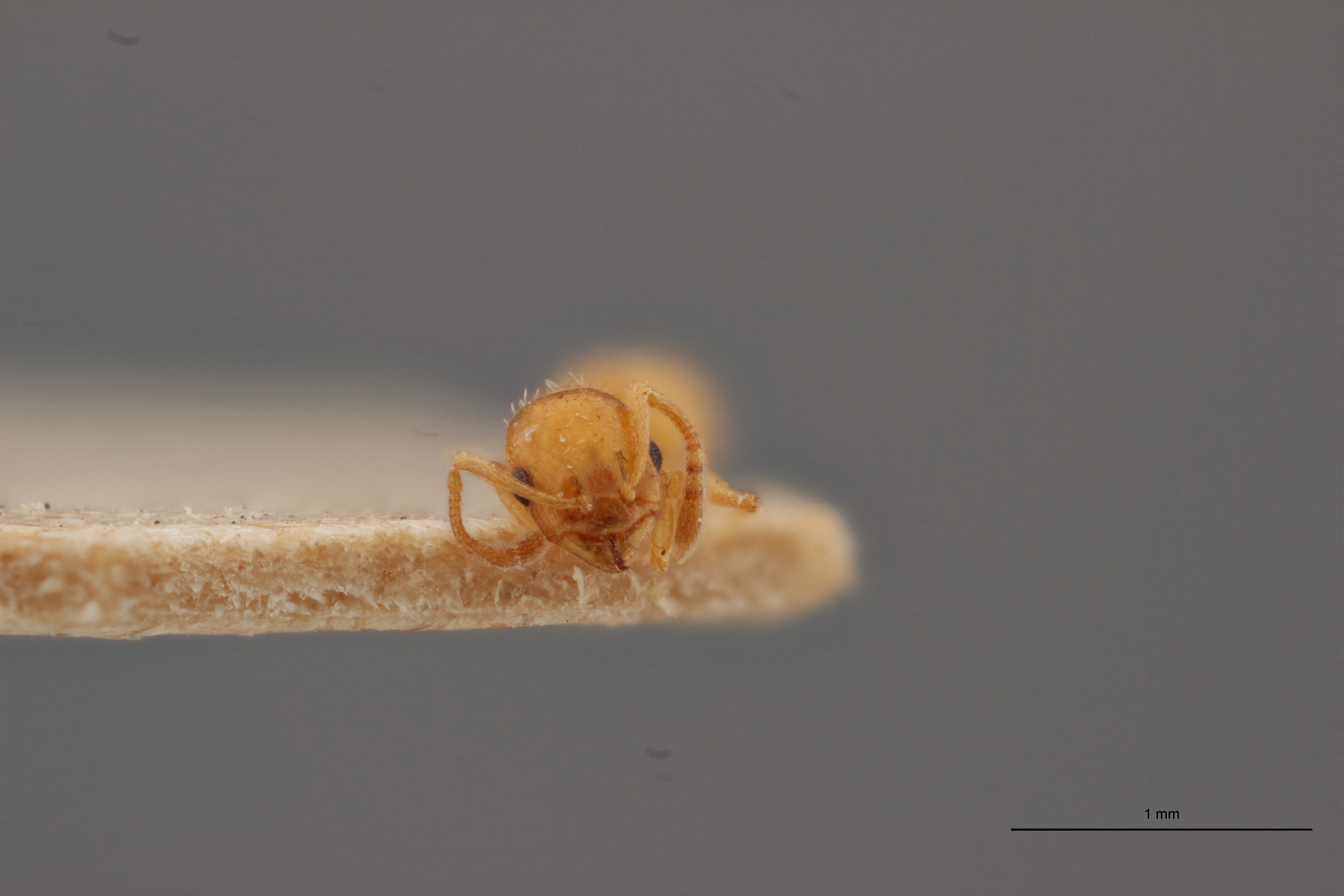 B001 Leptothorax massiliensis Frontal PMax.jpg