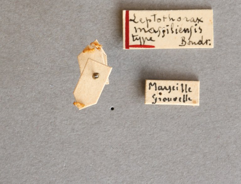 B001 Leptothorax massiliensis label.JPG B001 Leptothorax massiliensis label.JPG