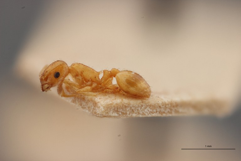 B001 Leptothorax massiliensis Lateral PMax.jpg B001 Leptothorax massiliensis Lateral PMax.jpg