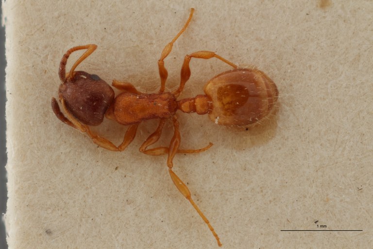 B053 Leptothorax melanocephalus Dorsal ZS PMax.jpg B053 Leptothorax melanocephalus Dorsal ZS PMax.jpg