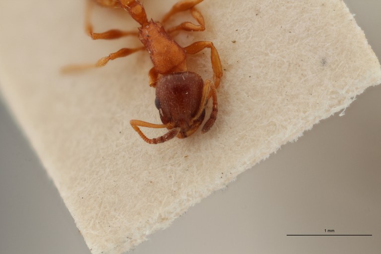 B053 Leptothorax melanocephalus Frontal ZS PMax.jpg B053 Leptothorax melanocephalus Frontal ZS PMax.jpg