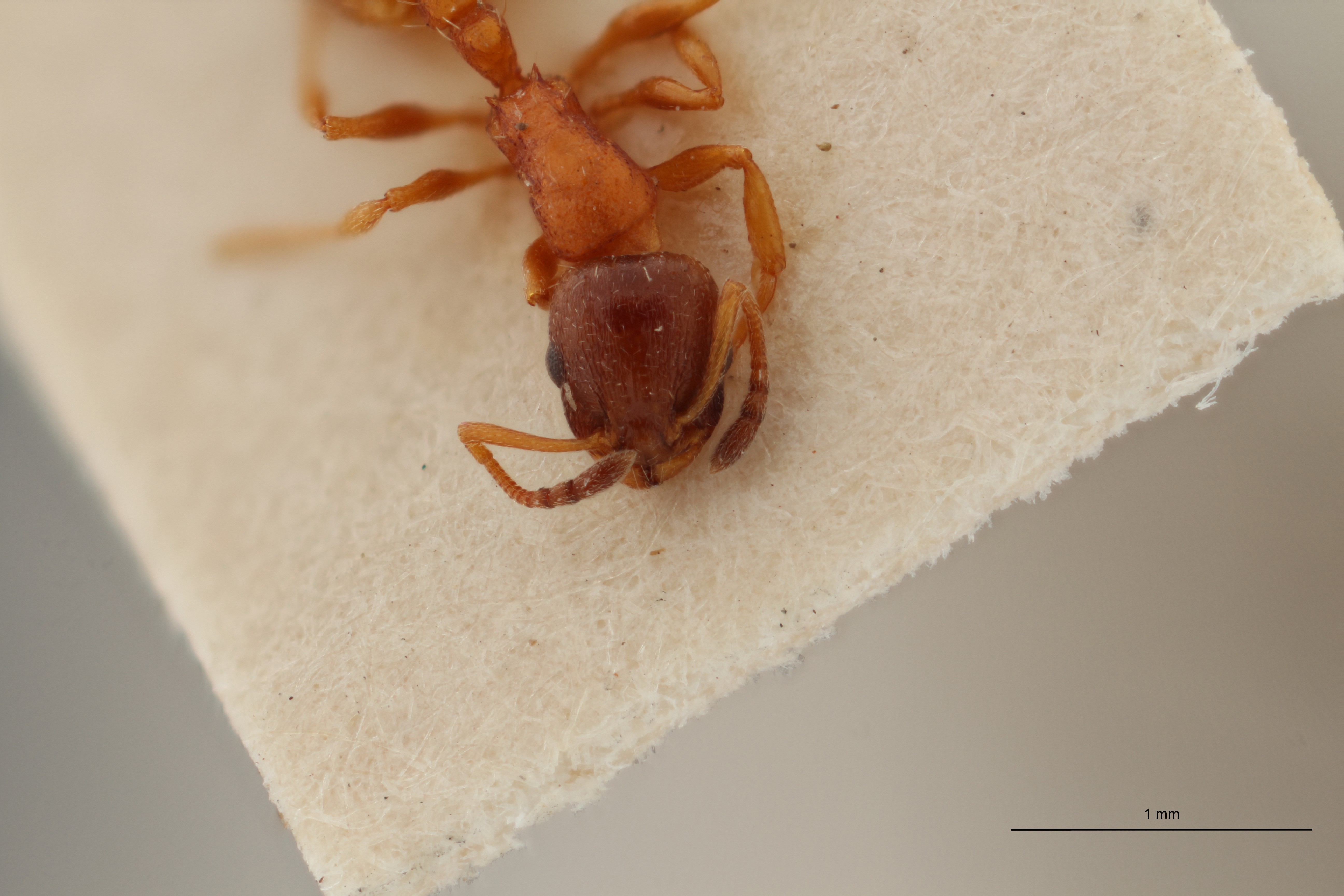 B053 Leptothorax melanocephalus Frontal ZS PMax.jpg