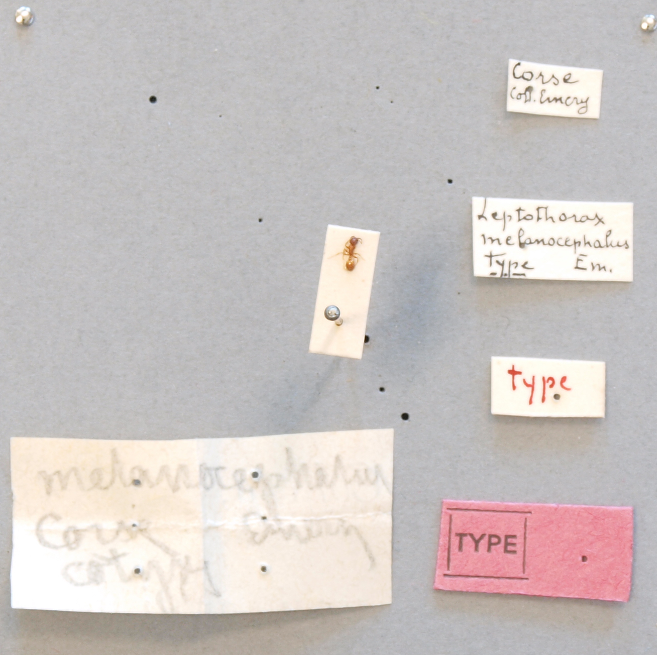 B053 Leptothorax melanocephalus Labels.JPG