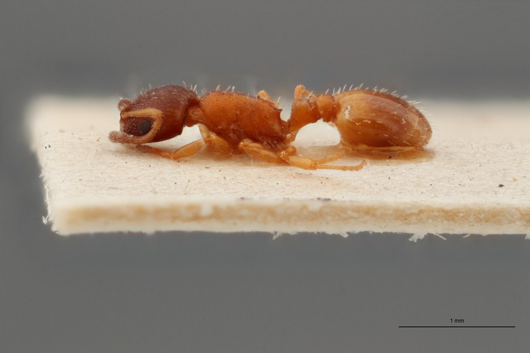 B053 Leptothorax melanocephalus Lateral ZS PMax.jpg B053 Leptothorax melanocephalus Lateral ZS PMax.jpg