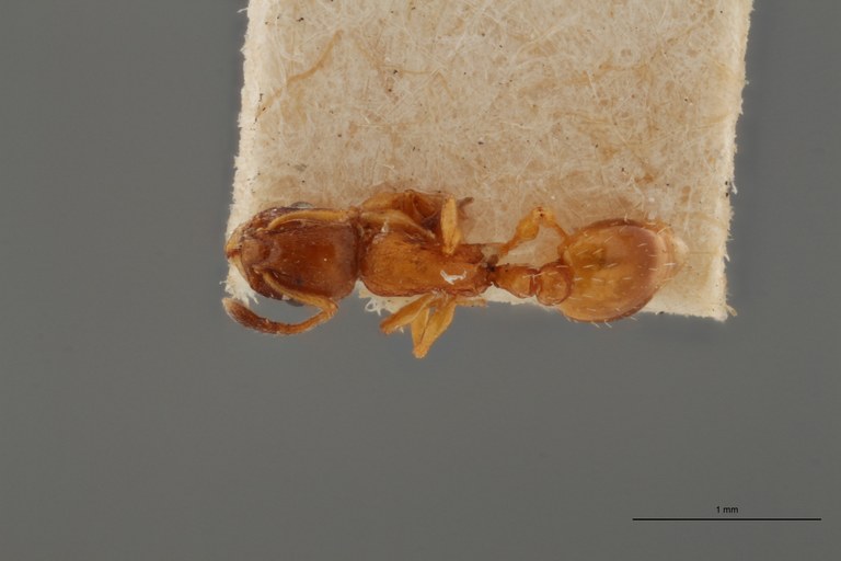 B077 Leptothorax nigriceps var. pyrenaeus Dorsal ZS PMax.jpg B077 Leptothorax nigriceps var. pyrenaeus Dorsal ZS PMax.jpg