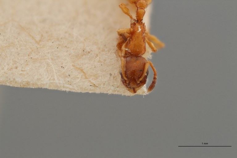 B077 Leptothorax nigriceps var. pyrenaeus Frontal ZS PMax.jpg B077 Leptothorax nigriceps var. pyrenaeus Frontal ZS PMax.jpg