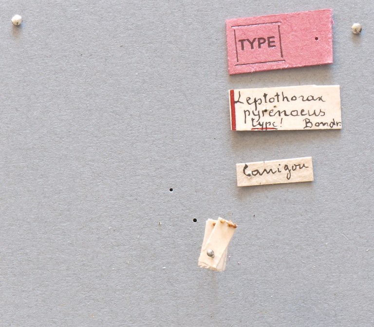 B077 Leptothorax nigriceps var. pyrenaeus Labels.JPG B077 Leptothorax nigriceps var. pyrenaeus Labels.JPG