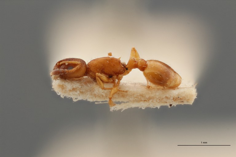 B077 Leptothorax nigriceps var. pyrenaeus Lateral ZS PMax.jpg B077 Leptothorax nigriceps var. pyrenaeus Lateral ZS PMax.jpg