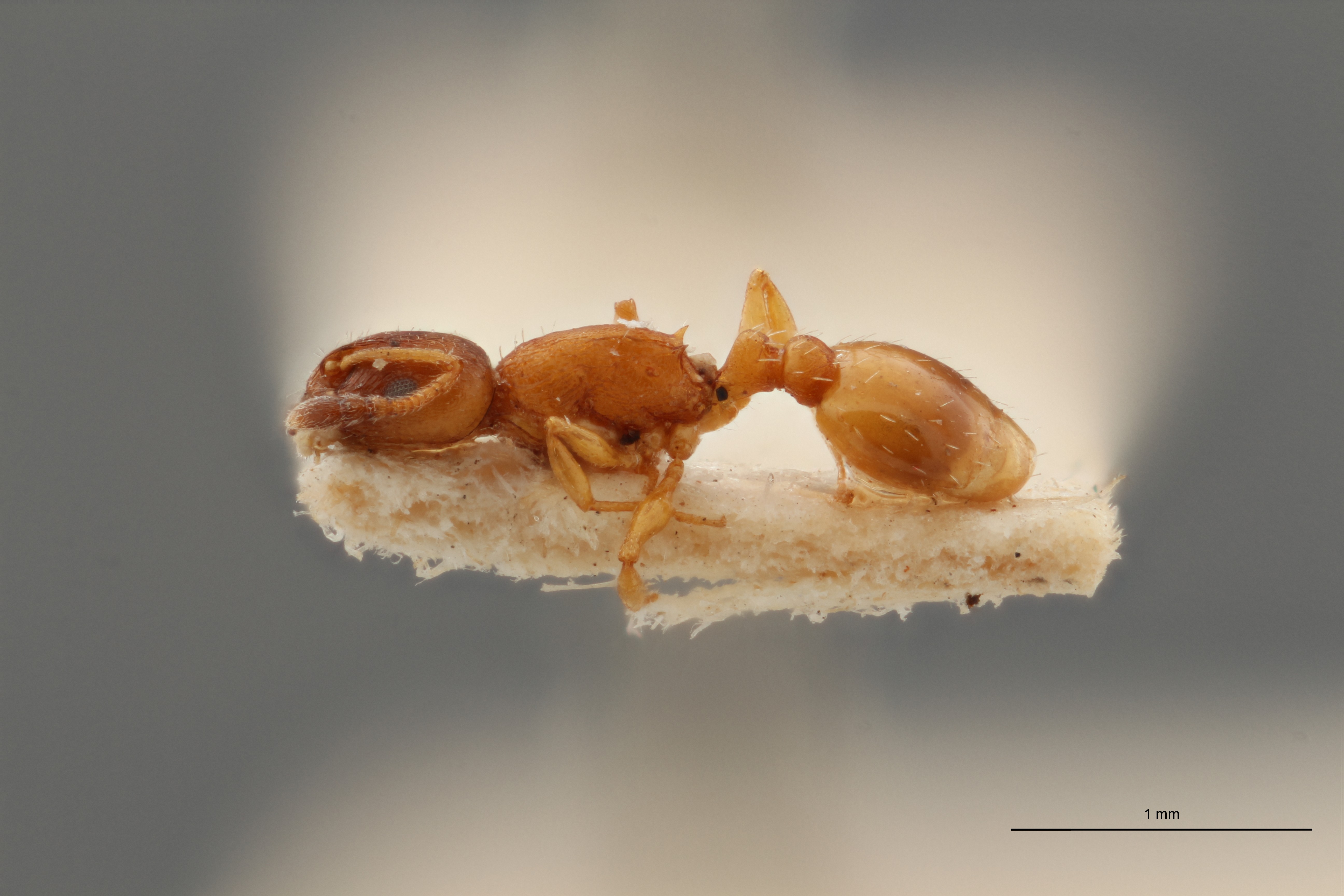 B077 Leptothorax nigriceps var. pyrenaeus Lateral ZS PMax.jpg