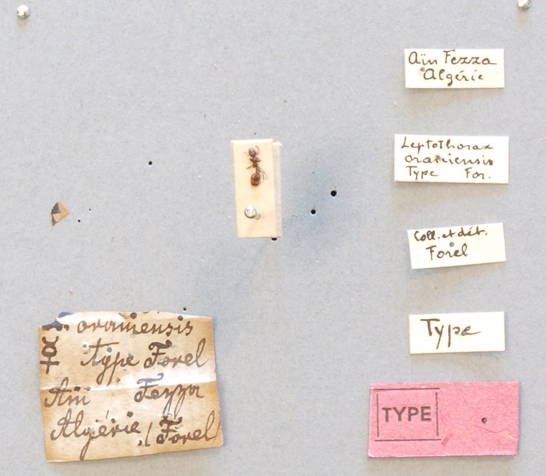 B062 Leptothorax oraniensis Labels.JPG B062 Leptothorax oraniensis Labels.JPG