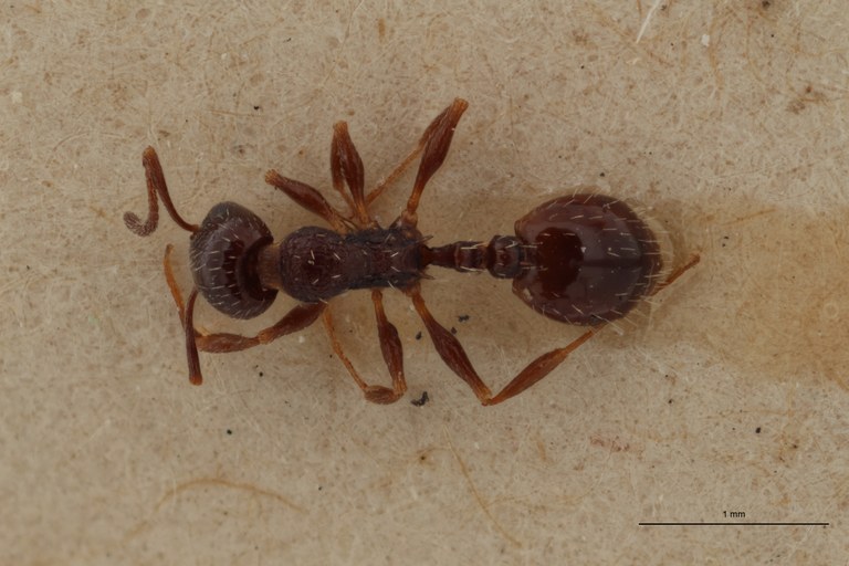 B060 Leptothorax nigrita var. rupestris Dorsal ZS PMax.jpg B060 Leptothorax nigrita var. rupestris Dorsal ZS PMax.jpg