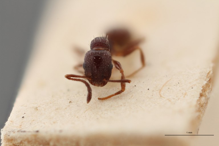 B060 Leptothorax nigrita var. rupestris Frontal ZS PMax.jpg B060 Leptothorax nigrita var. rupestris Frontal ZS PMax.jpg