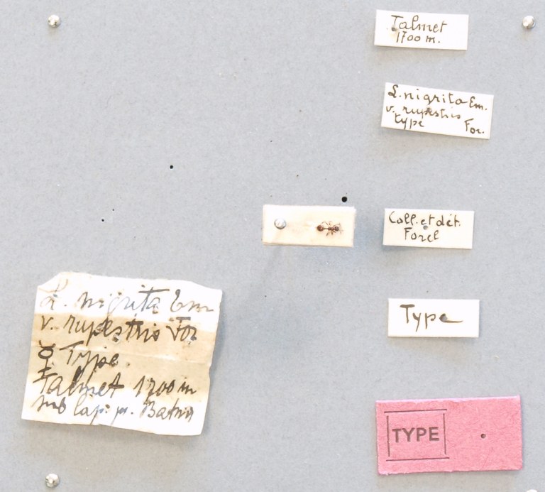 B060 Leptothorax nigrita var. rupestris Labels.JPG B060 Leptothorax nigrita var. rupestris Labels.JPG