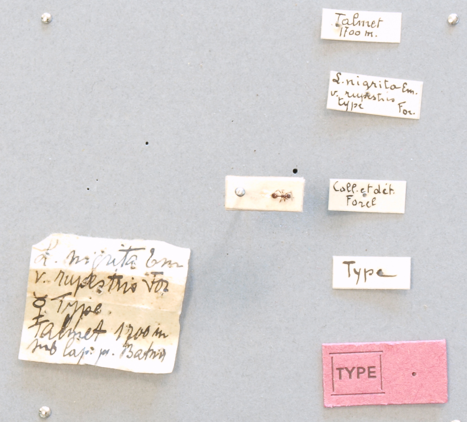 B060 Leptothorax nigrita var. rupestris Labels.JPG