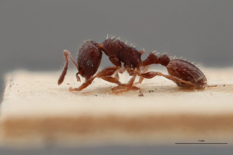 B060 Leptothorax nigrita var. rupestris Lateral ZS PMax.jpg B060 Leptothorax nigrita var. rupestris Lateral ZS PMax.jpg