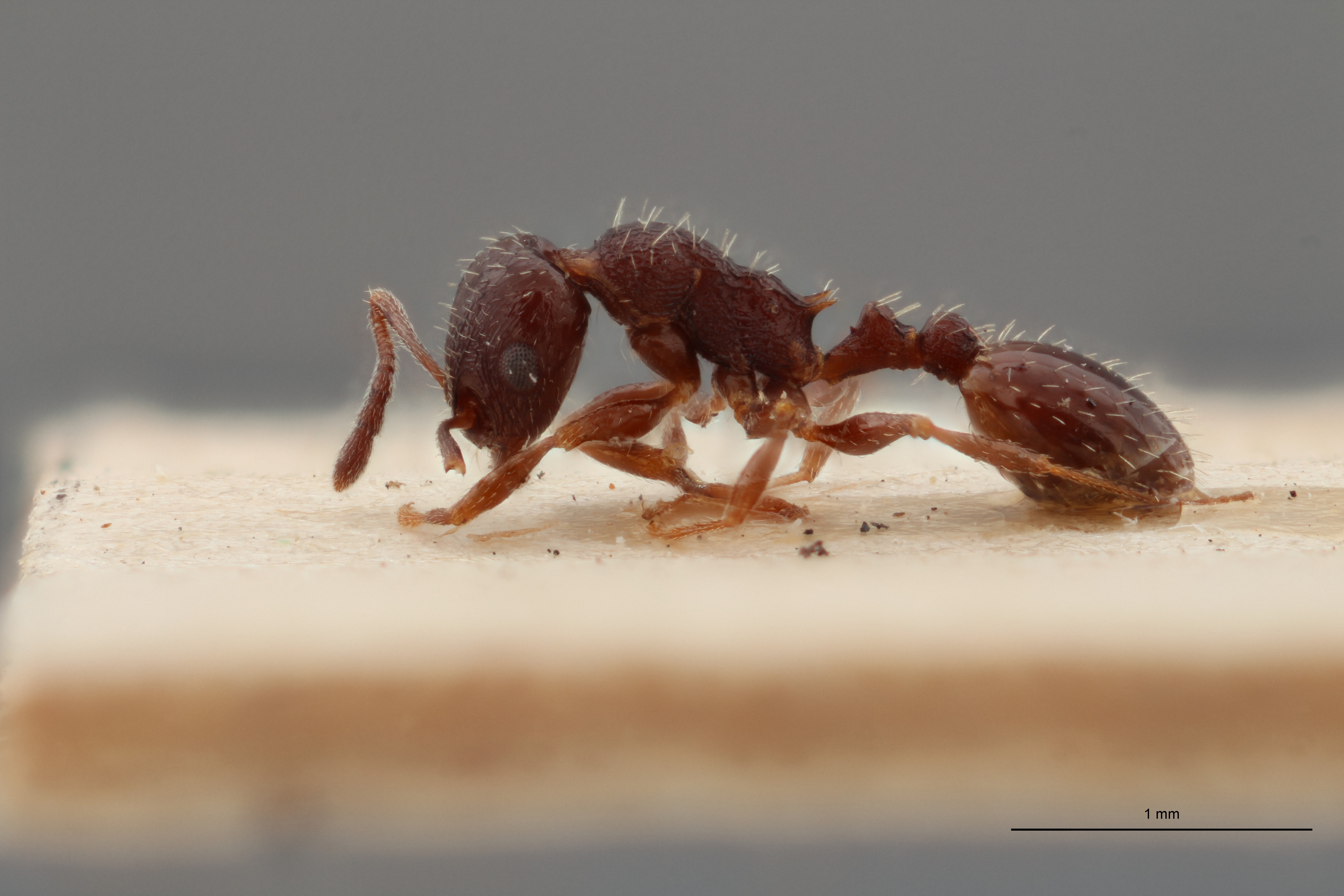 B060 Leptothorax nigrita var. rupestris Lateral ZS PMax.jpg