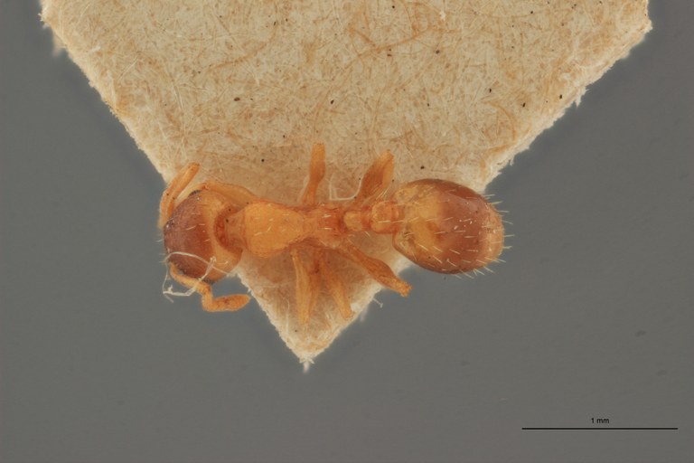 B014 Leptothorax nylandero-corticalis Dorsal ZS PMax.jpg B014 Leptothorax nylandero-corticalis Dorsal ZS PMax.jpg