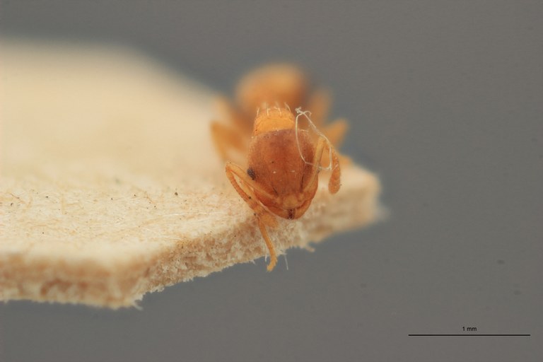 B014 Leptothorax nylandero-corticalis Frontal ZS PMax.jpg B014 Leptothorax nylandero-corticalis Frontal ZS PMax.jpg
