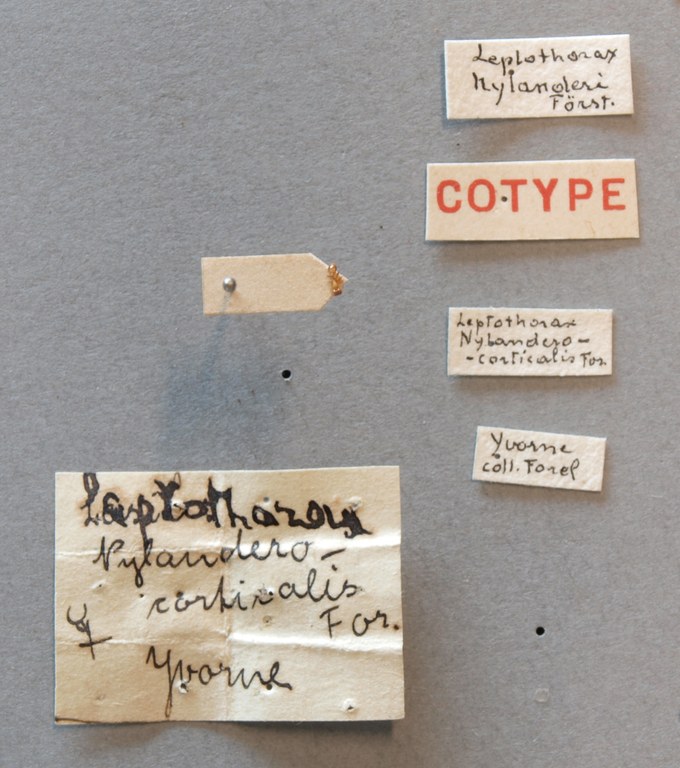 B014 Leptothorax nylandero-corticalis Labels.jpg B014 Leptothorax nylandero-corticalis Labels.jpg