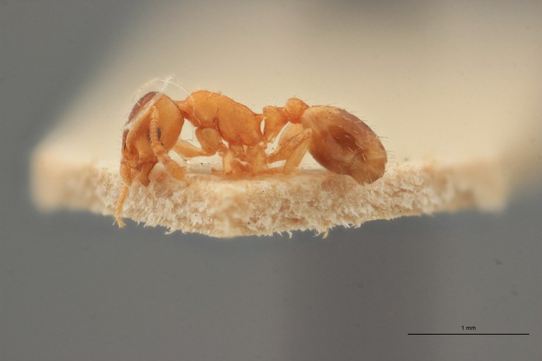 B014 Leptothorax nylandero-corticalis Lateral ZS PMax.jpg B014 Leptothorax nylandero-corticalis Lateral ZS PMax.jpg