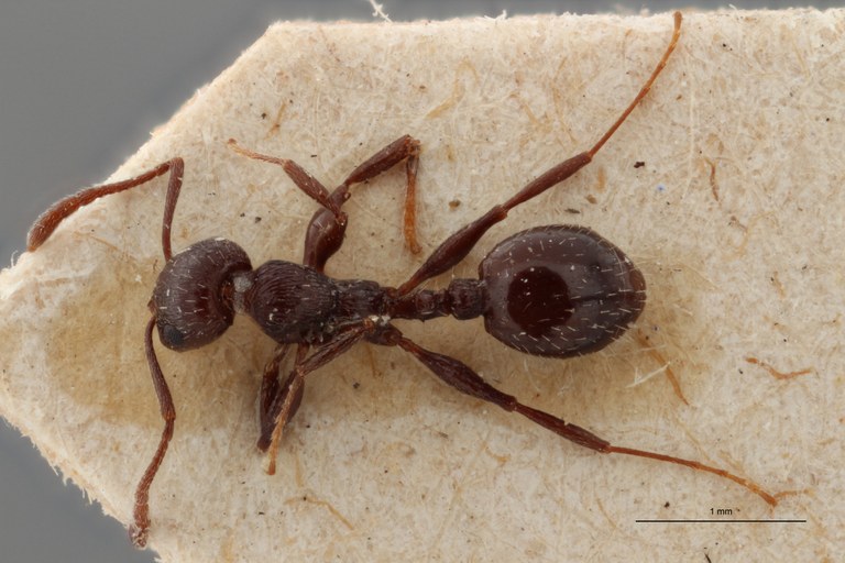 B061 Leptothorax oraniensis Dorsal ZS PMax.jpg B061 Leptothorax oraniensis Dorsal ZS PMax.jpg